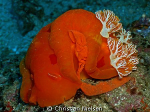 Spanish Dancer laying eggs on Manta Reef near Tofo in Moz... by Christian Nielsen 